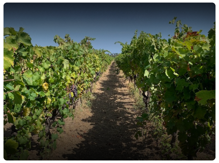 vigna di ciro
