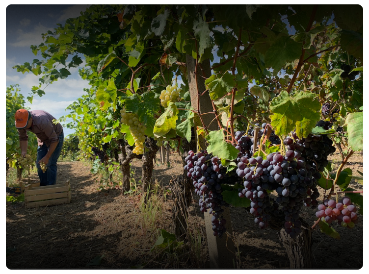 Vini di Calabria. Che vino è il Cirò?