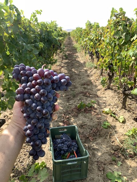 Foto della vigna mentre si raccoglie l'uva - Enoteca La Cantinetta